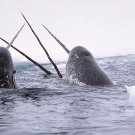 Narwhal