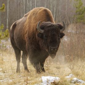North American Bison