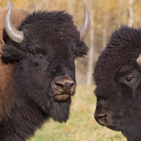 North American Bison