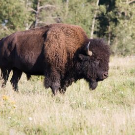 North American Bison