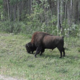 North American Bison