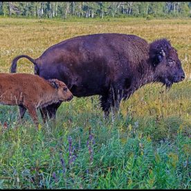 North American Bison