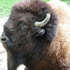 North American Bison