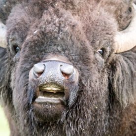 North American Bison
