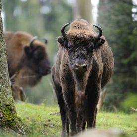 North American Bison