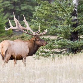 North American Elk