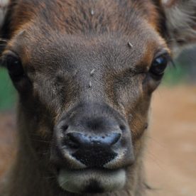 North American Elk