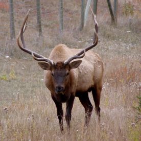 North American Elk