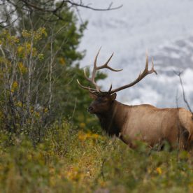 North American Elk