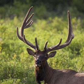North American Elk