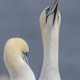 Northern Gannet