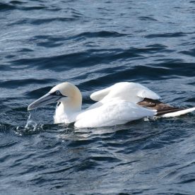 Northern Gannet