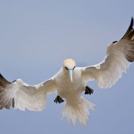 Northern Gannet