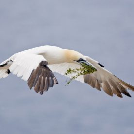 Northern Gannet