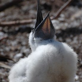 Northern Gannet