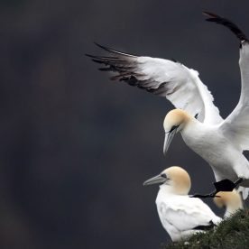 Northern Gannet
