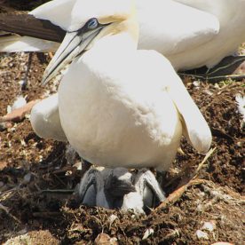 Northern Gannet