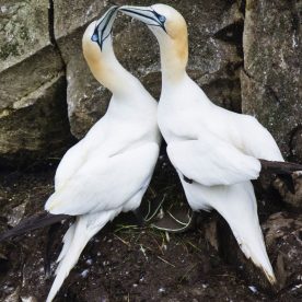 Northern Gannet