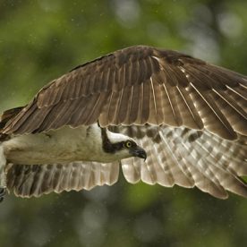 Osprey