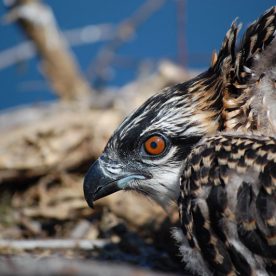 Osprey