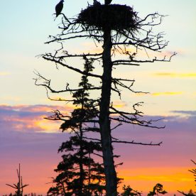 Osprey