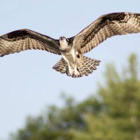 Osprey