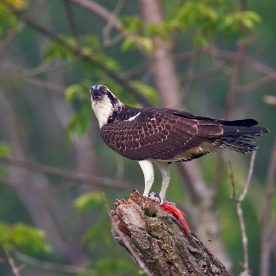 Osprey