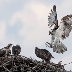 Osprey