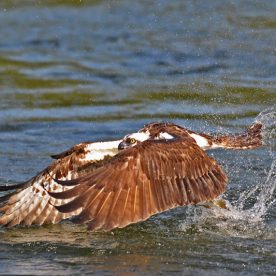 Osprey