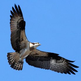 Osprey