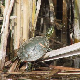 Painted Turtle