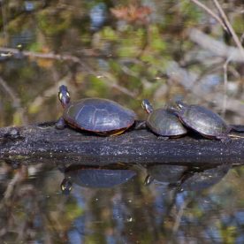 Painted Turtles