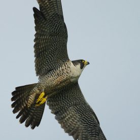 Peregrine Falcon