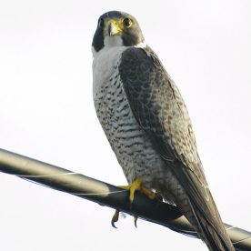 Peregrine Falcon