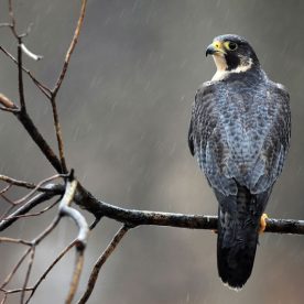 Peregrine Falcon