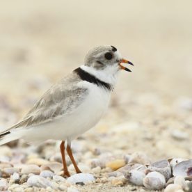 Piping Plover