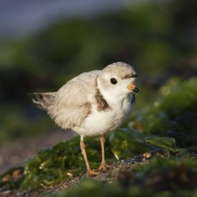 Piping Plover