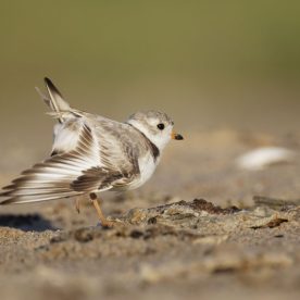 Piping Plover