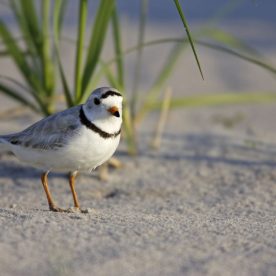 Piping Plover