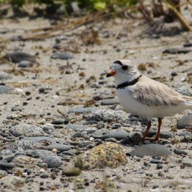 Piping Plover