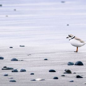 Piping Plover