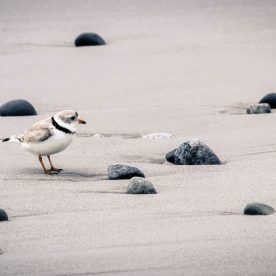 Piping Plover