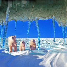 Polar Bear