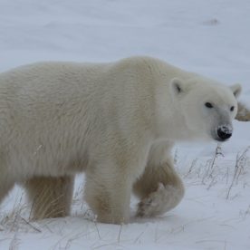 Polar Bear