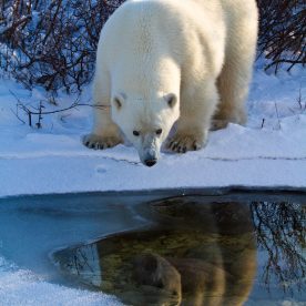 Polar Bear