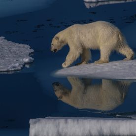 Polar Bear