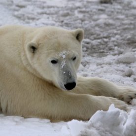 Polar Bear