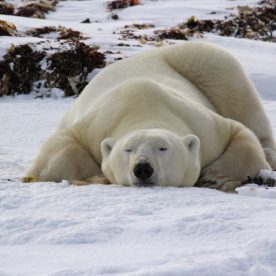 Polar Bear