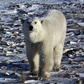 Polar Bear