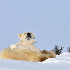 Polar Bear